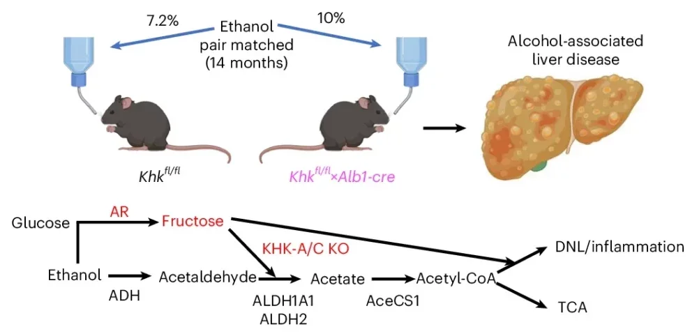 Schematic with the study design and depiction of endogenous fructose production and metabolism in the liver via AR and the two main sites of regulation by fructose: ALDH expression or activity and promotion of de novo lipogenesis (DNL) and inflammation.
