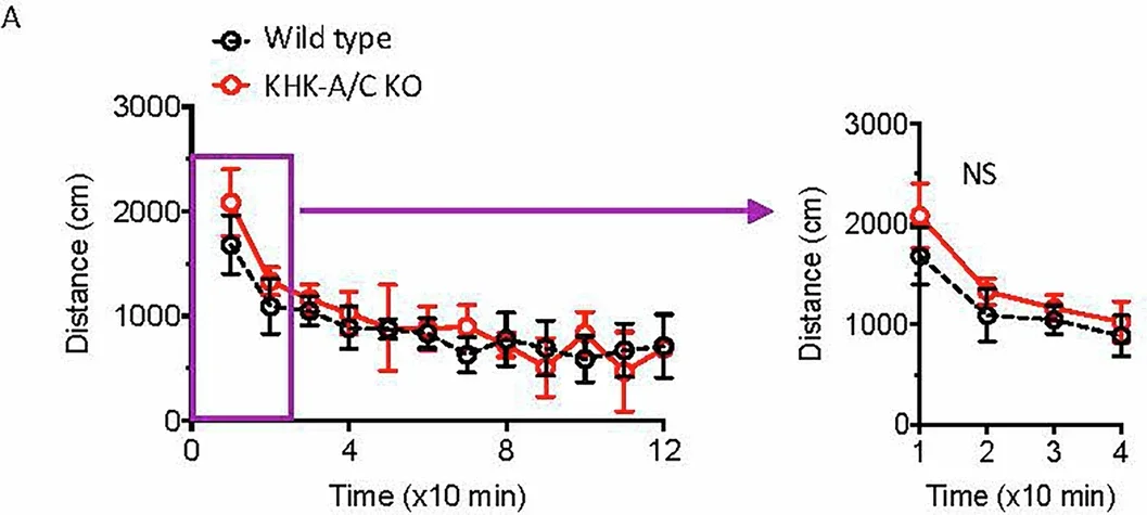 Locomotor activity of wild type (black) and KHK-A/C KO (red) mice injected with 2 g/kg ethanol and recorded in 10-min intervals analyzed for 120 min (left) or the first 40 min (right).