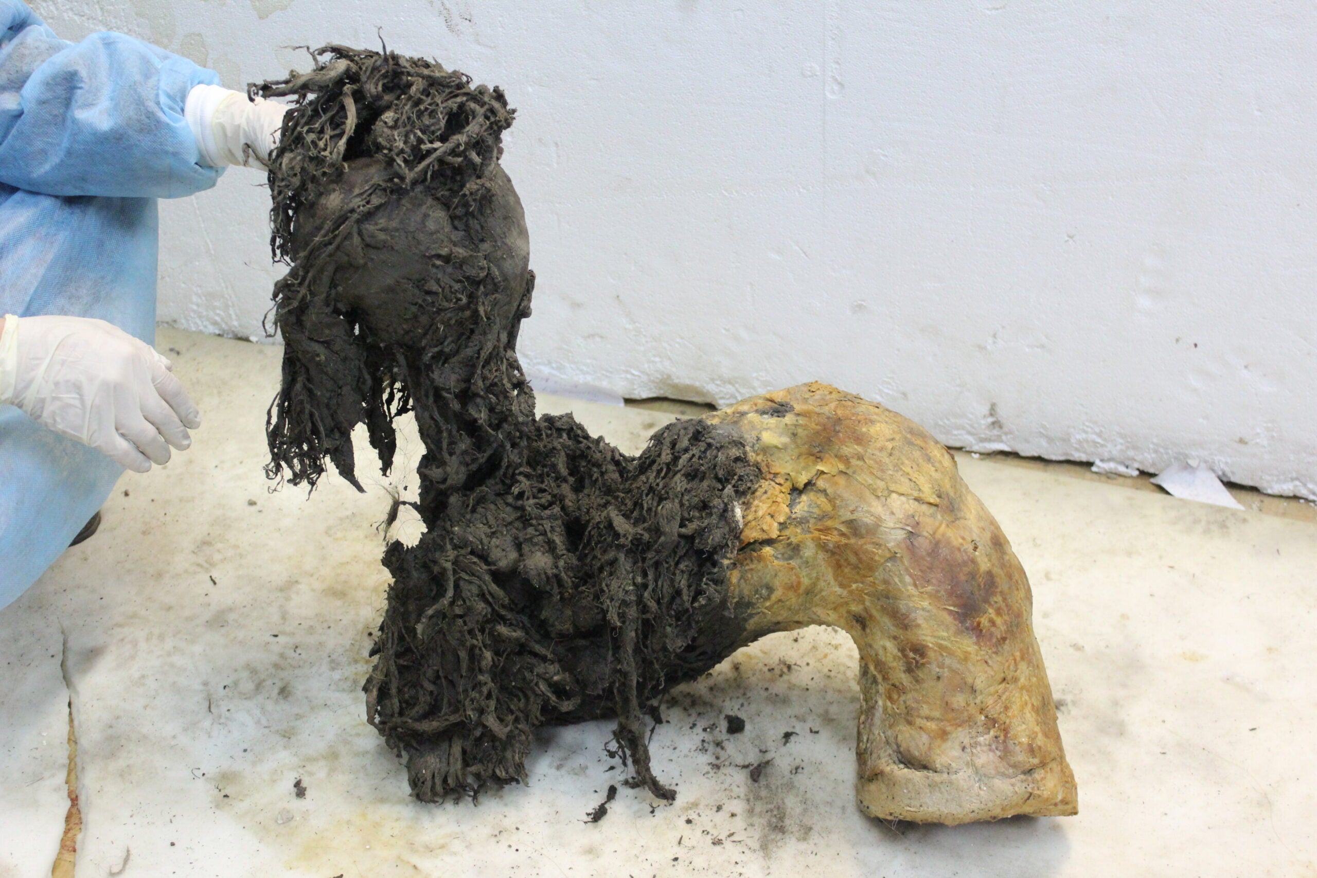 One of Yuka's legs, illustrating the exceptional preservation of the lower part of the leg after the skin had been removed, which enabled recovery of ancient RNA molecules.