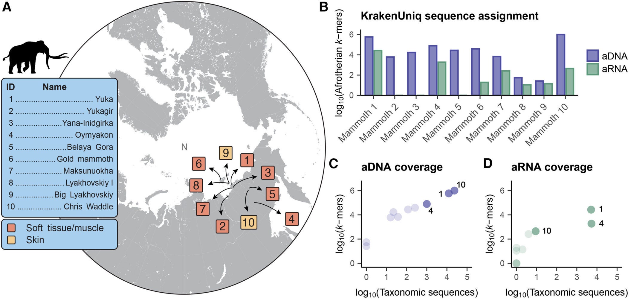Assessment of the authenticity of aDNA and RNA sequences. Geographical distribution and tissue identity of the woolly mammoth samples.