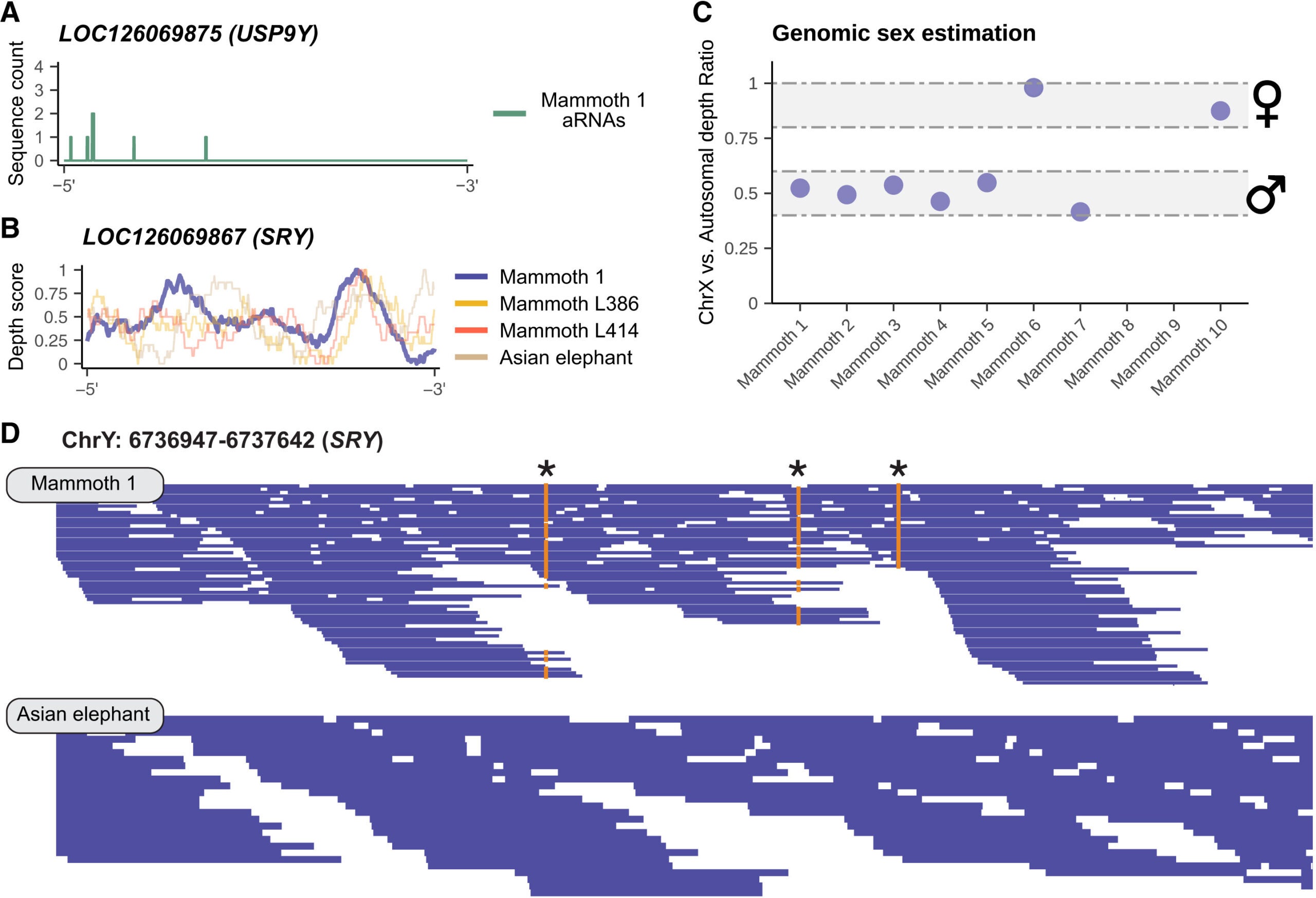 Sexing of mammoth 1 (Yuka) based on aRNA and DNA. 