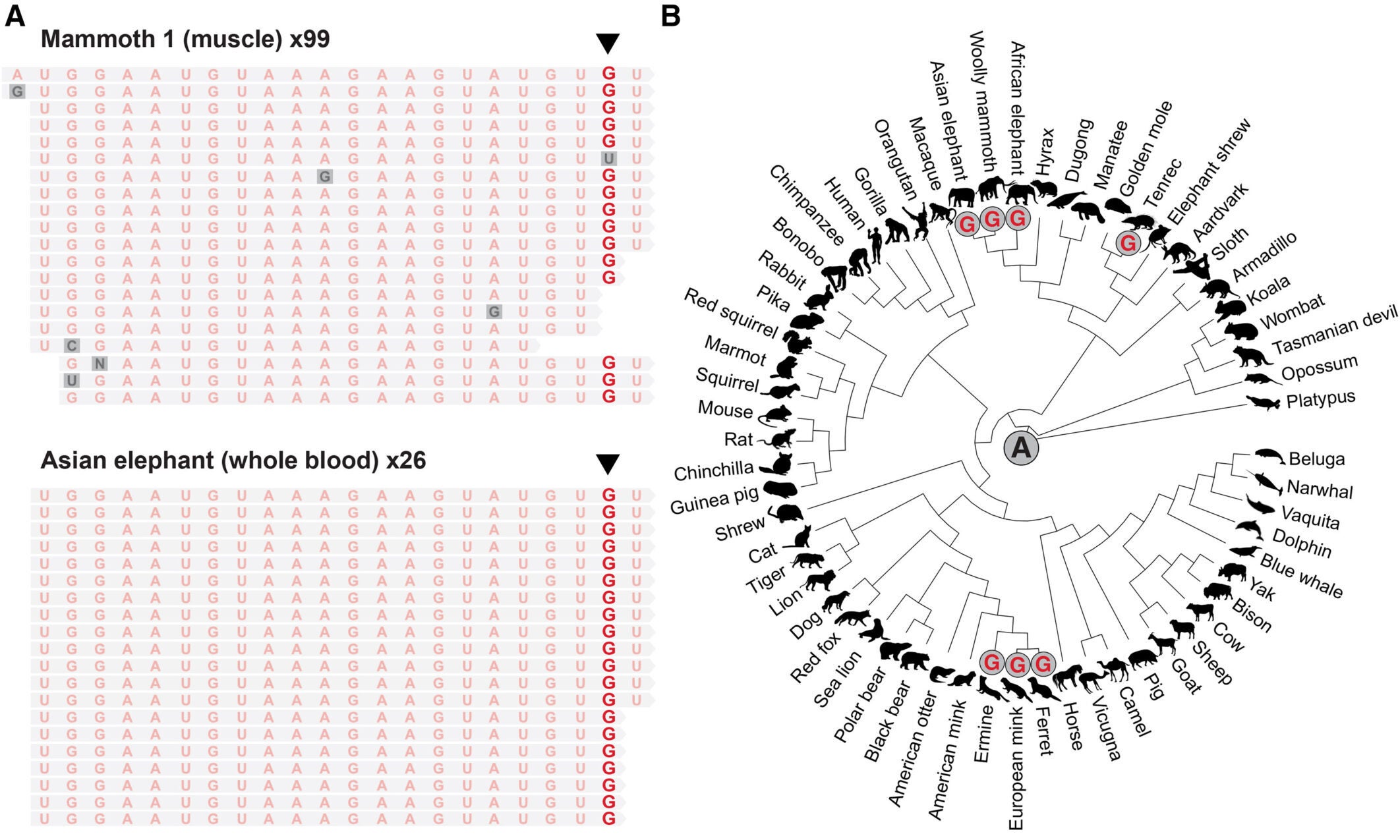 Mammoth-like SNV in Mir-1 sequences and novel microRNA candidates