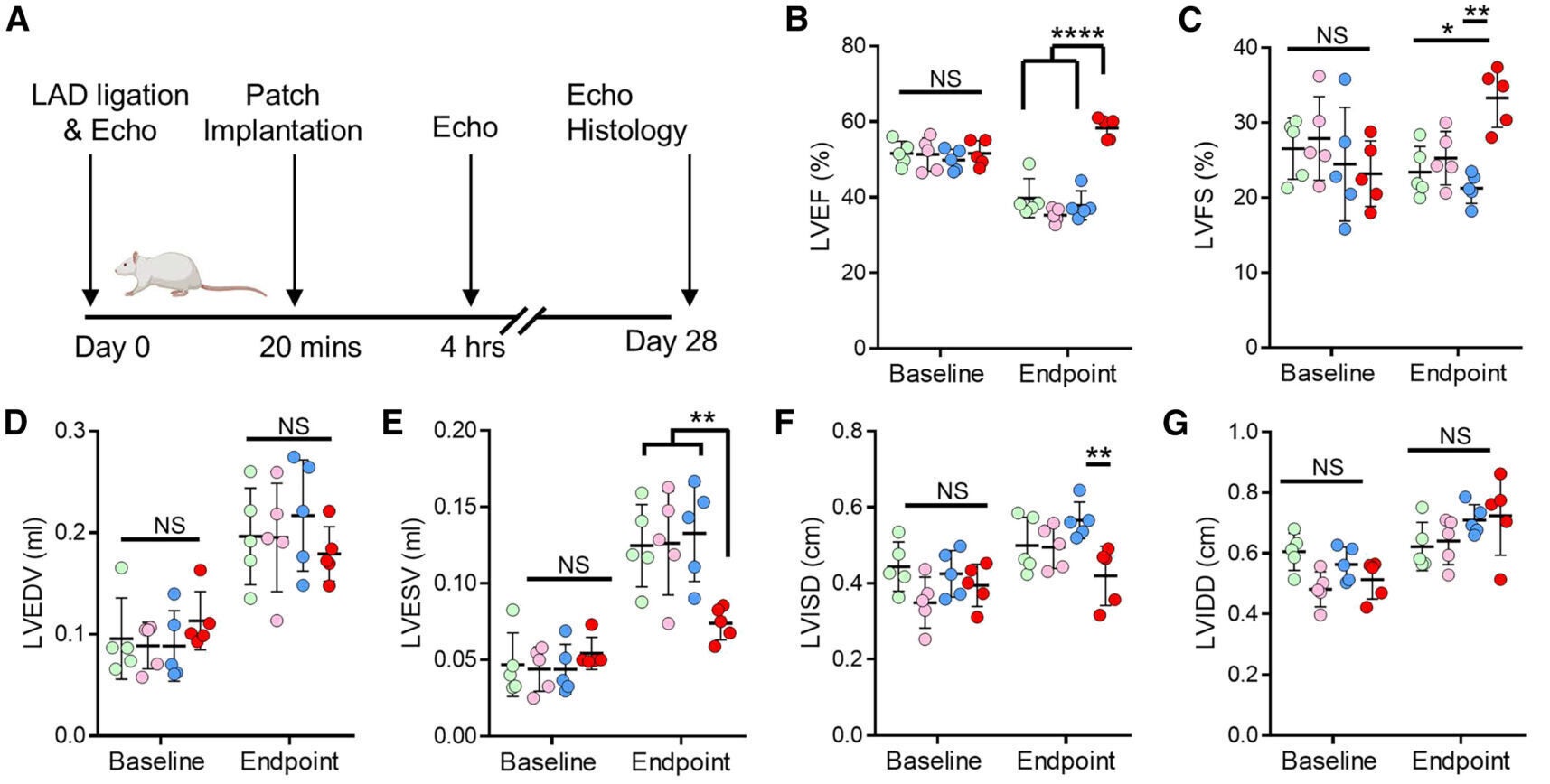 IL-4 MP-MN implantation in rat MI model enhanced cardiac function and proliferation in the peripheral MI region