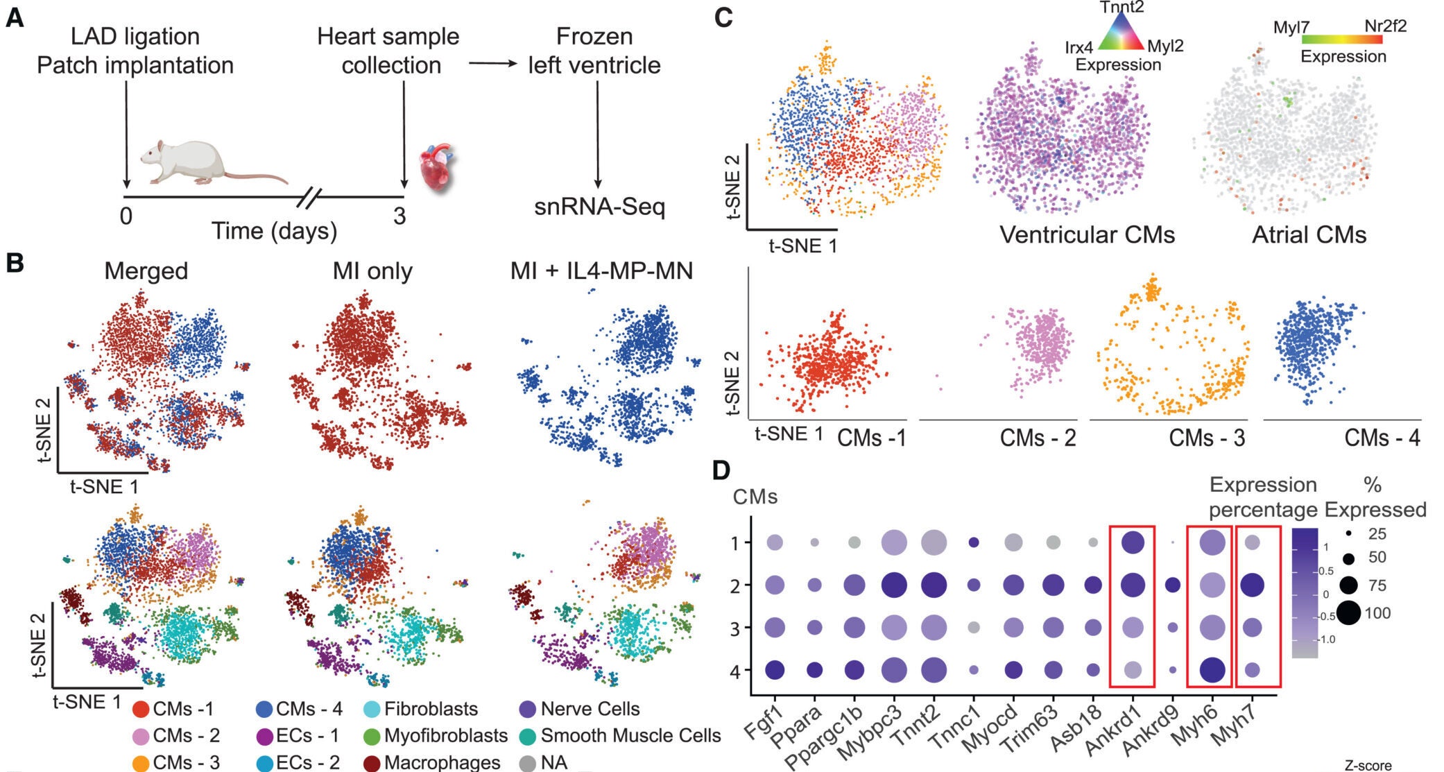 IL-4 MP-MN promotes a cell state transition in cardiomyocytes in vivo