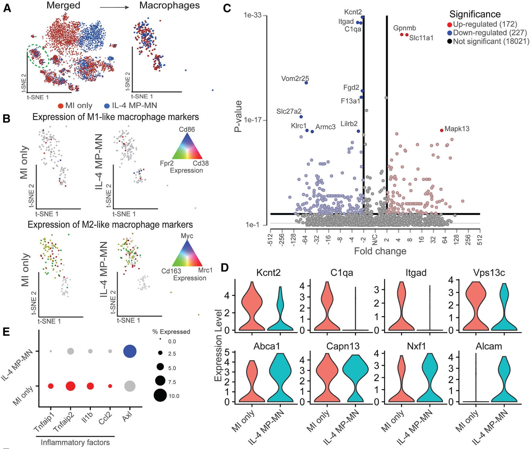 snRNA-seq of rat heart samples at day 3 post-MI revealed the inflammatory modulations induced by IL-4 MP-MN treatment