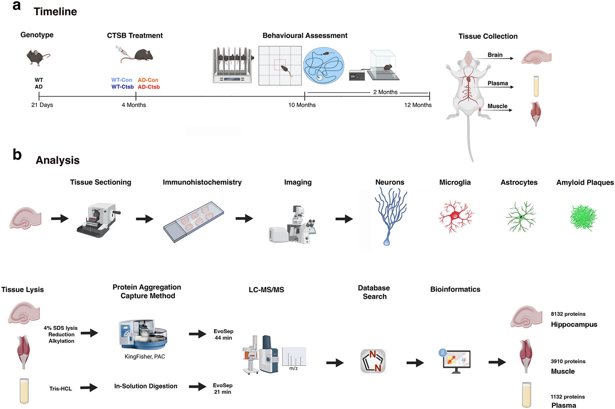 Experimental design and timeline.