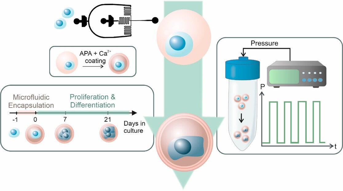 Schematic overview of the experimental workflow. MSCs (blue) were singly encapsulated using a microfluidic approach within calcium-crosslinked, RGD-functionalized alginate microgels (pink), followed by a secondary APA and calcium coating to enhance stability.