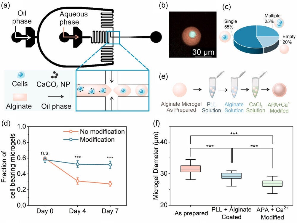 Microfluidic encapsulation of MSCs and stabilization of alginate microgels for long-term culture.