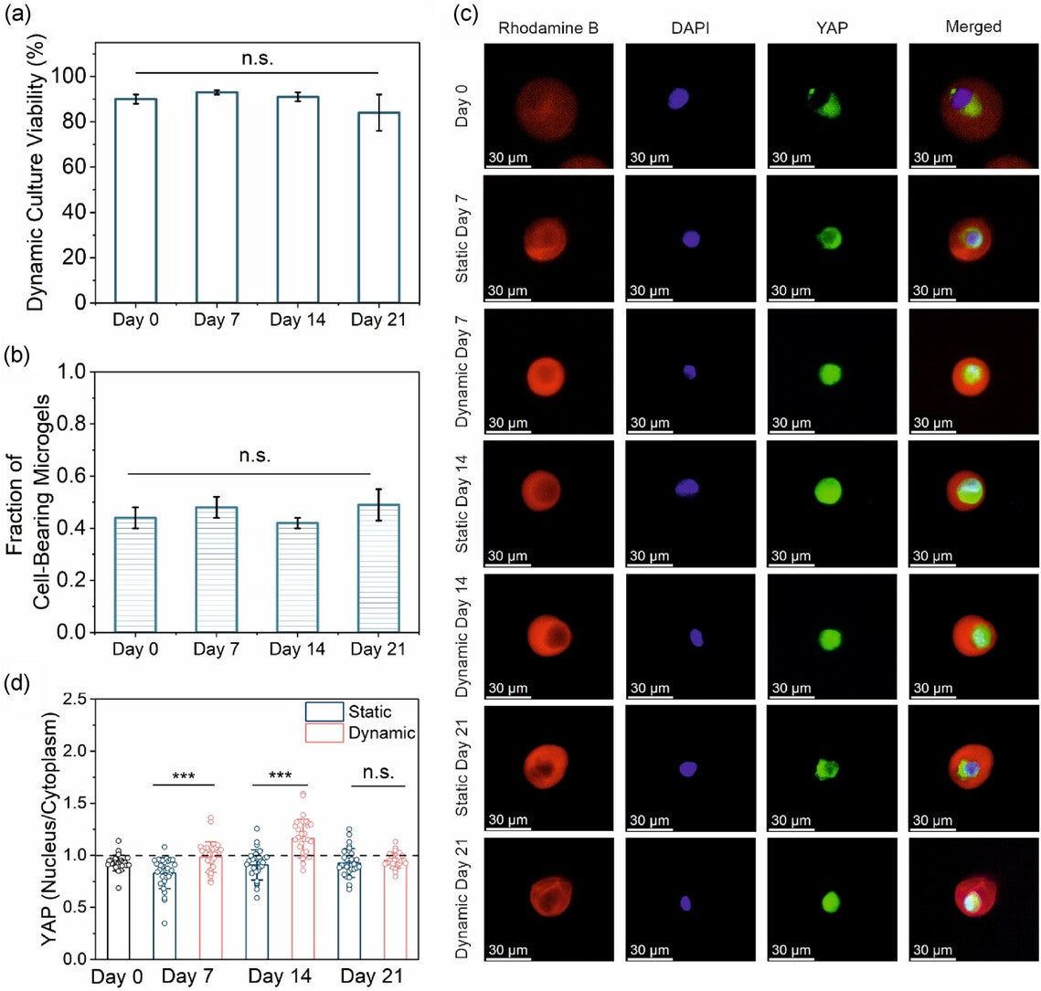 Evaluation of encapsulated MSC response to long-term dynamic mechanical stimulation in microgels.
