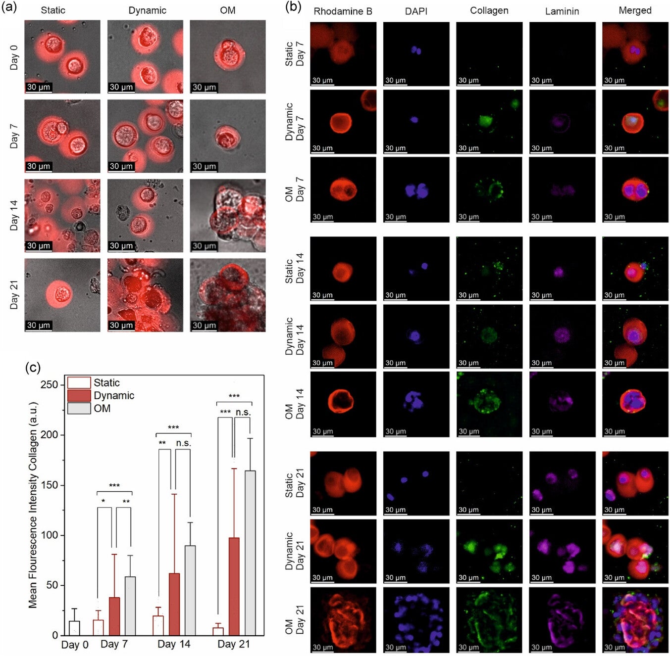 Assessment of mineralization and ECM synthesis in encapsulated MSCs under static, dynamic, and OM conditions.