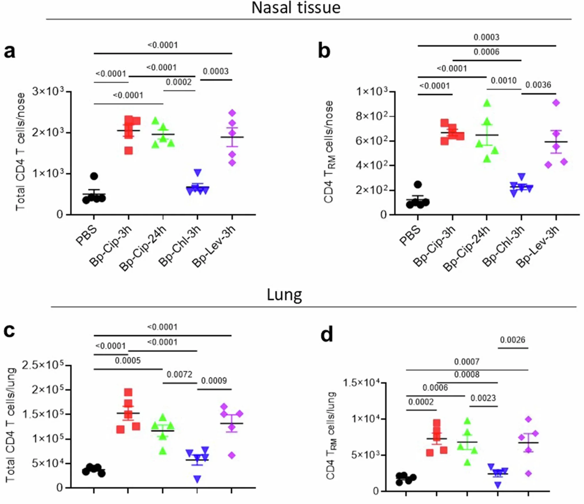 B. pertussis inactivated with ciprofloxacin or levofloxacin, but not chloramphenicol, induces CD4 TRM cells in nasal tissue and lungs of aerosol immunized mice.