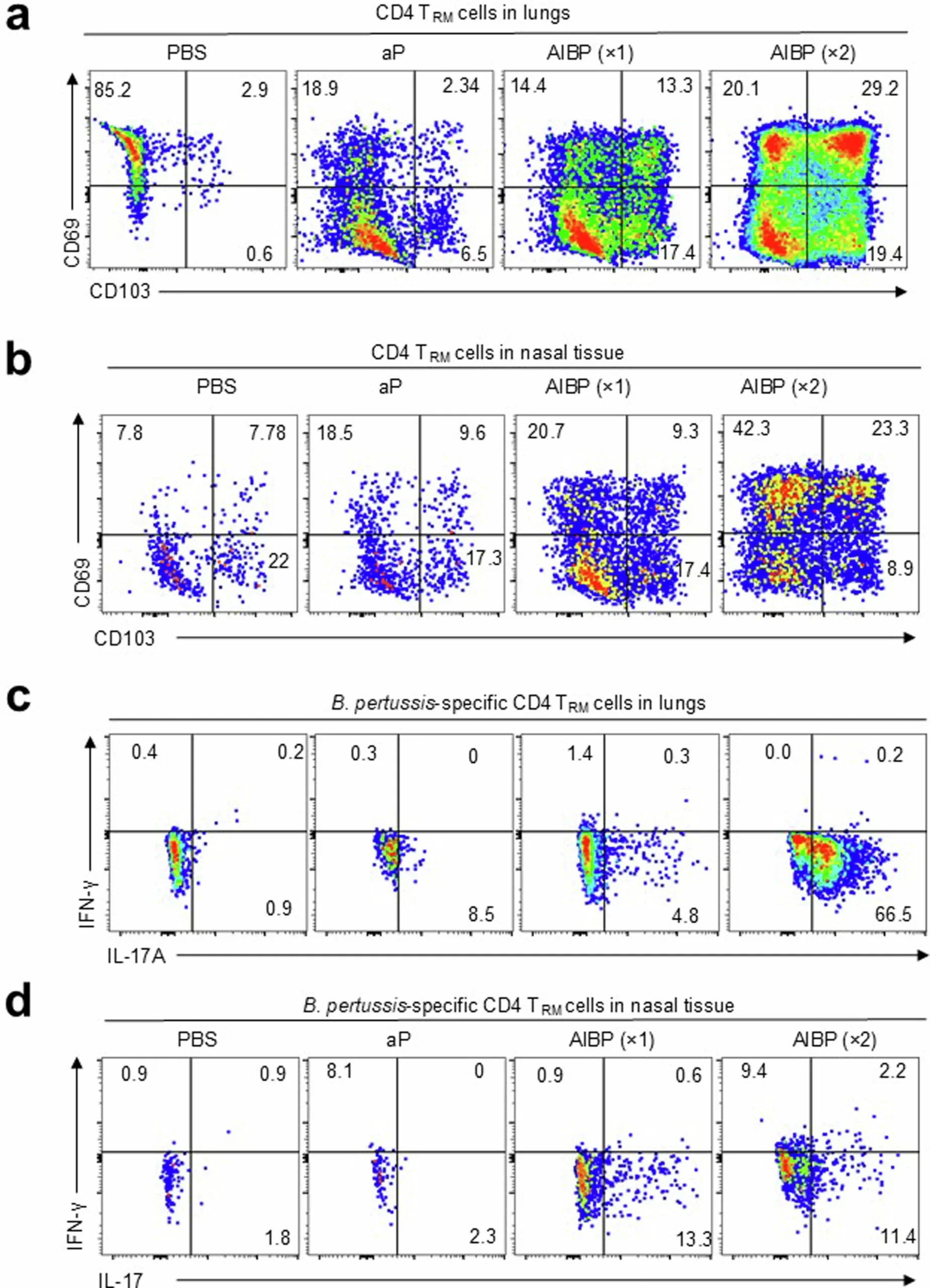 Aerosol-delivered AIBP vaccine induces B. pertussis-specific TH1- and TH17-type TRM cells in the lungs and nasal tissue.
