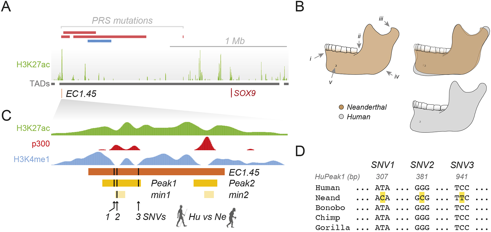 Three Neanderthal-derived single nucleotide variants overlap a SOX9 disease-associated enhancer cluster.