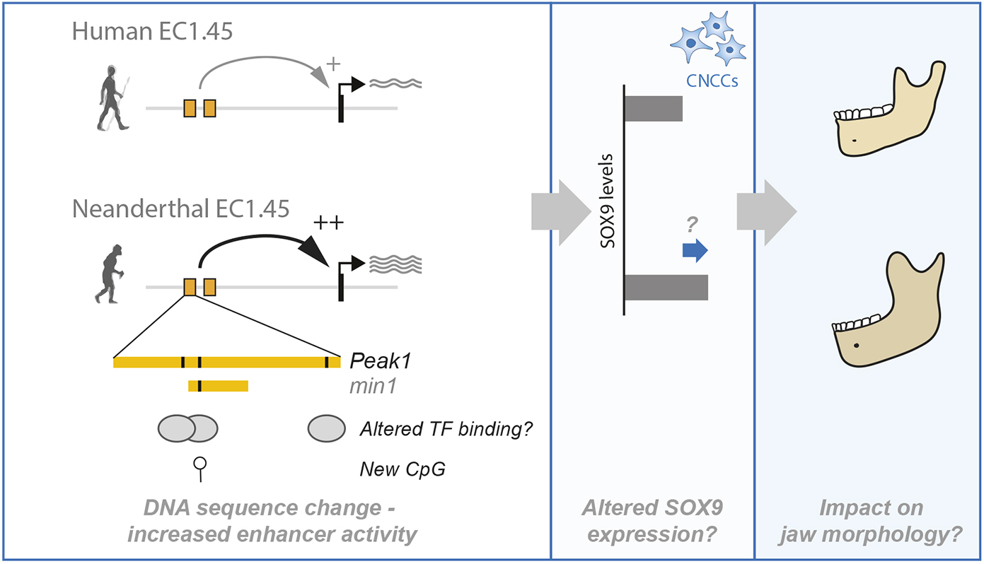 Model of increased Neanderthal enhancer activity and the hypothesised impact on jaw development. A schematic illustrating the hypothesis that increased activity of Neanderthal EC1.45, driven by altered transcription factor binding or by an impact to CpG density and DNA methylation status, may have caused an increased level of SOX9 expression in CNCCs and their mesenchymal derivatives. 