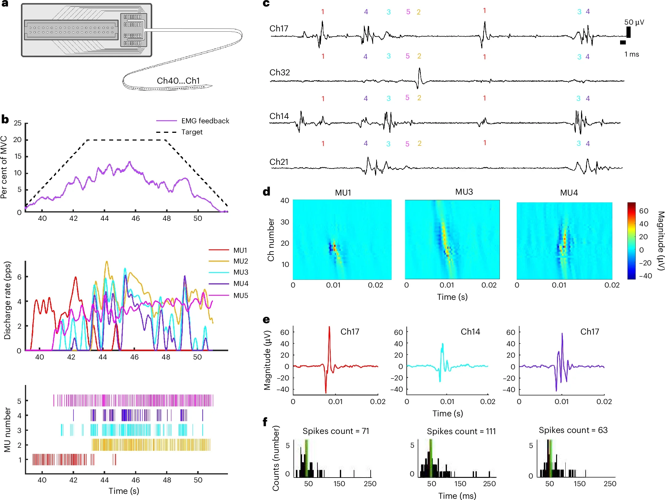 Characteristics of MUs in targeted muscles reinnervtaed by polyfascicular nerves.