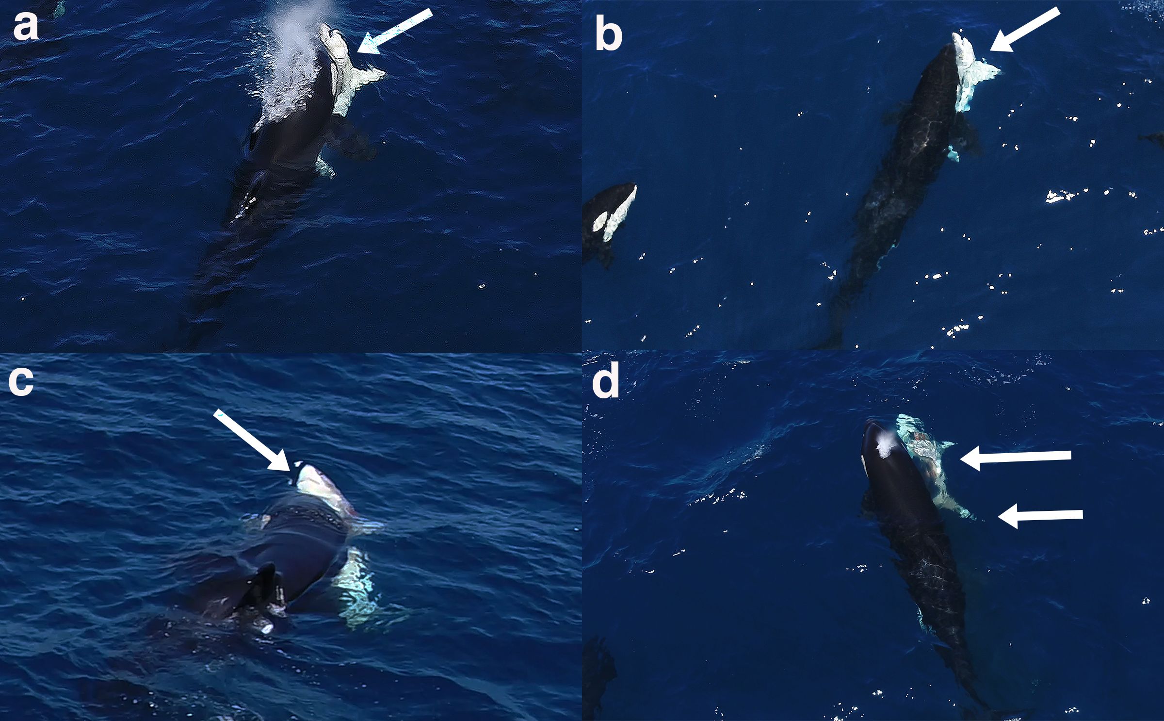 Sequence of the killer whales attacking a juvenile white shark (Carcharodon carcharias) on 3rd of August 2022. Identifying features of the species are visible (denoted by white arrows)