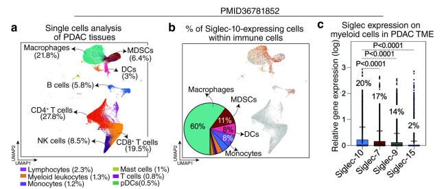 Siglec-10 is predominantly expressed on myeloid cells within the PDAC TME and is associated with worse disease progression. 