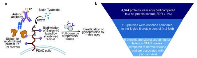 ITGA3 and ITGB1 are sialylated glycoprotein ligands of Siglec-10 glycoproteins on PDAC cells.