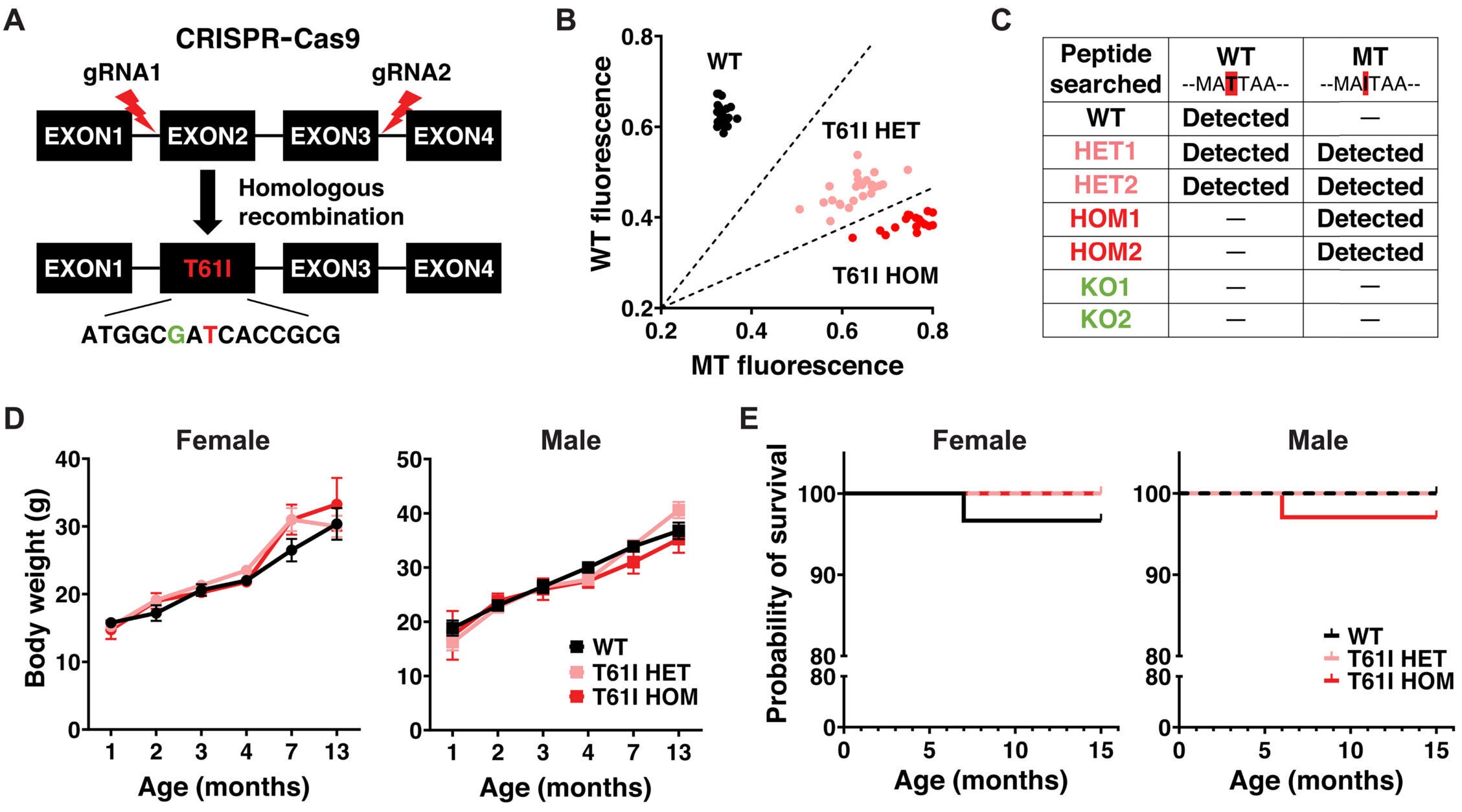 CHCHD2 T61I mice exhibit normal survival and subtle motor deficits.