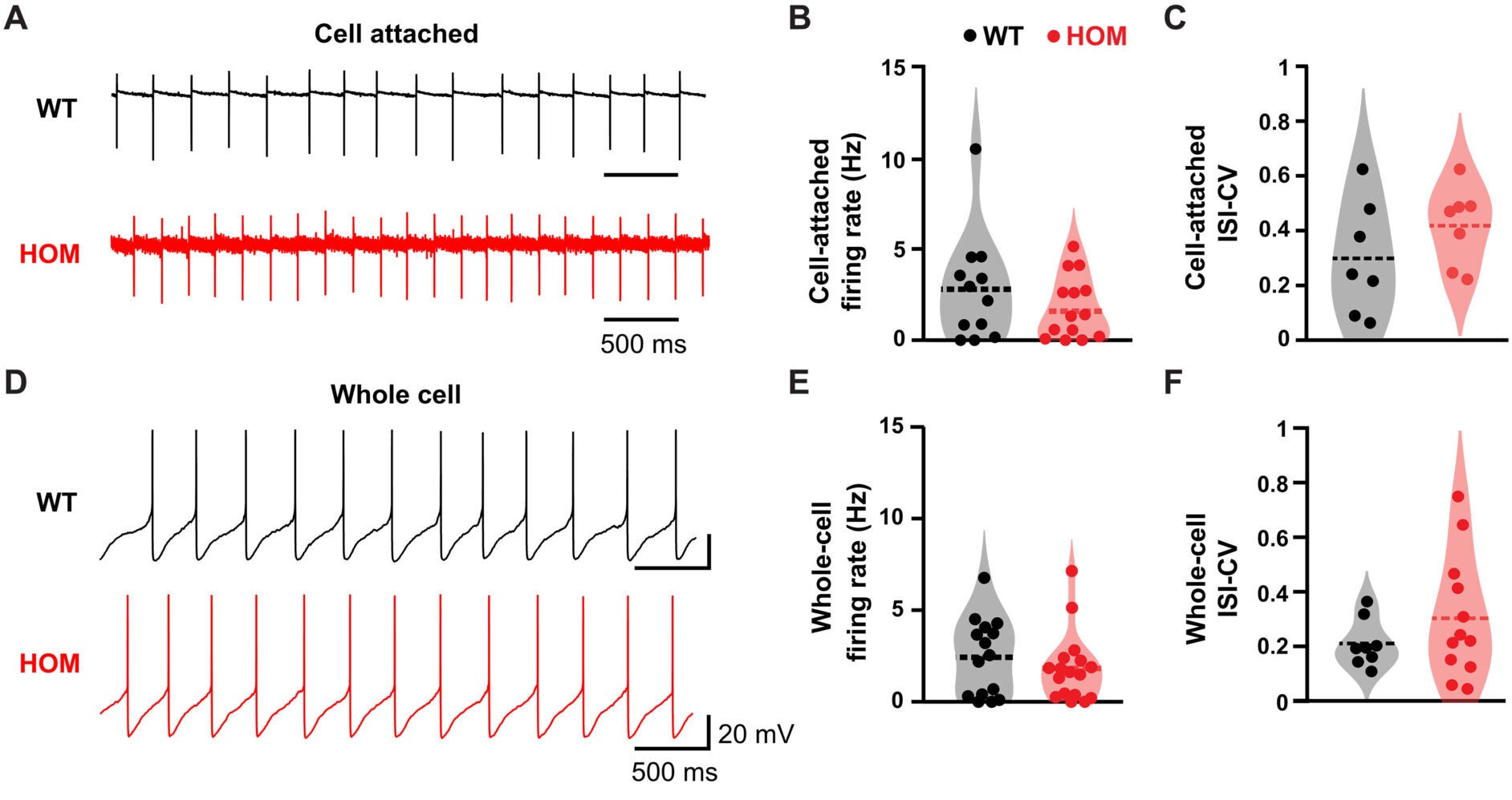 CHCHD2 T61I point mutation disrupts DA autoreceptor function without DA neuron degeneration.