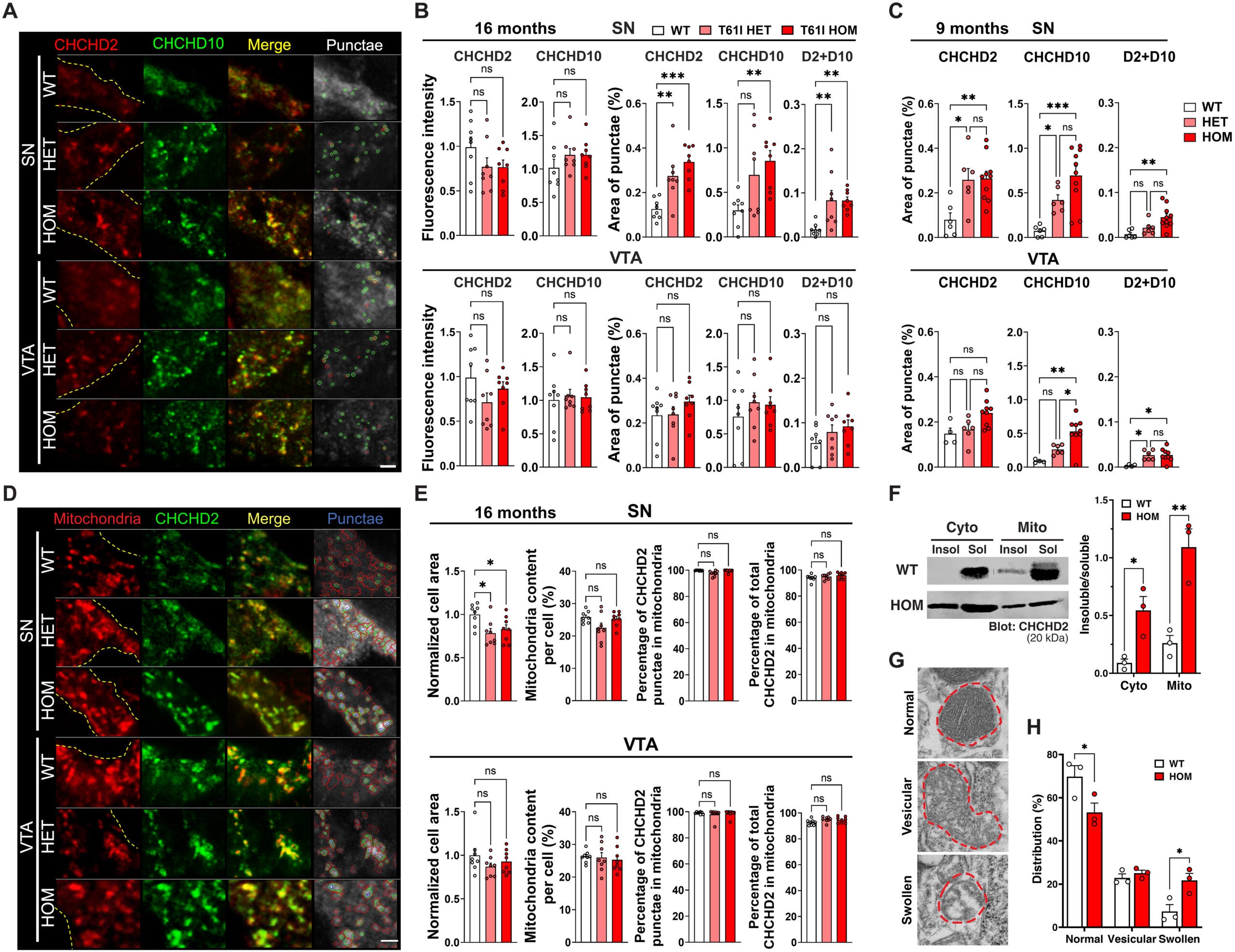 T61I point mutation increases accumulation of CHCHD2 and CHCHD10 in mitochondria preferentially in SN DA neurons.