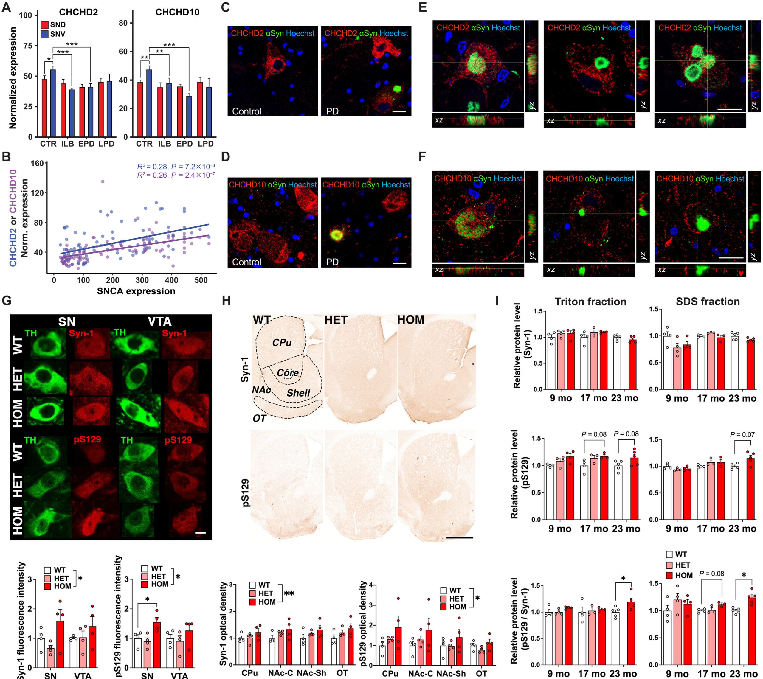 Interrelationship between CHCHD2 and α-synuclein in PD and PD mouse models.