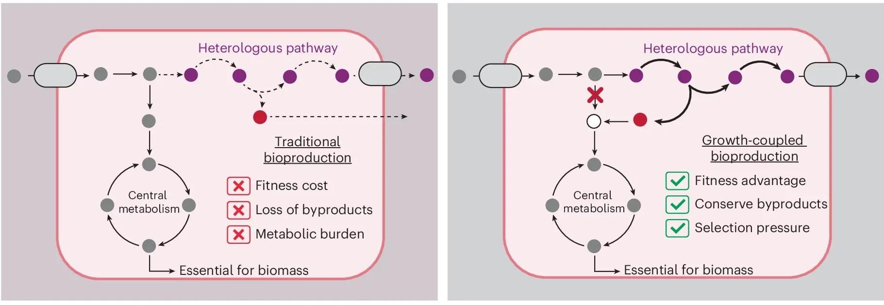 Schematic comparison of traditional (left) and growth-coupled (right) microbial production designs.