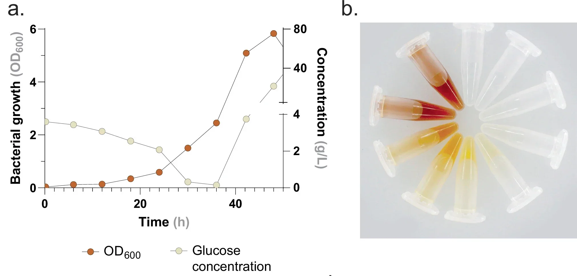 a. A growth plot showing glucose concentration over the course of the fermentation. b. Samples taken every 6 h from the fermentation broth show a visual increase in xanthommatin production as indicated by the yellow to brown color change.