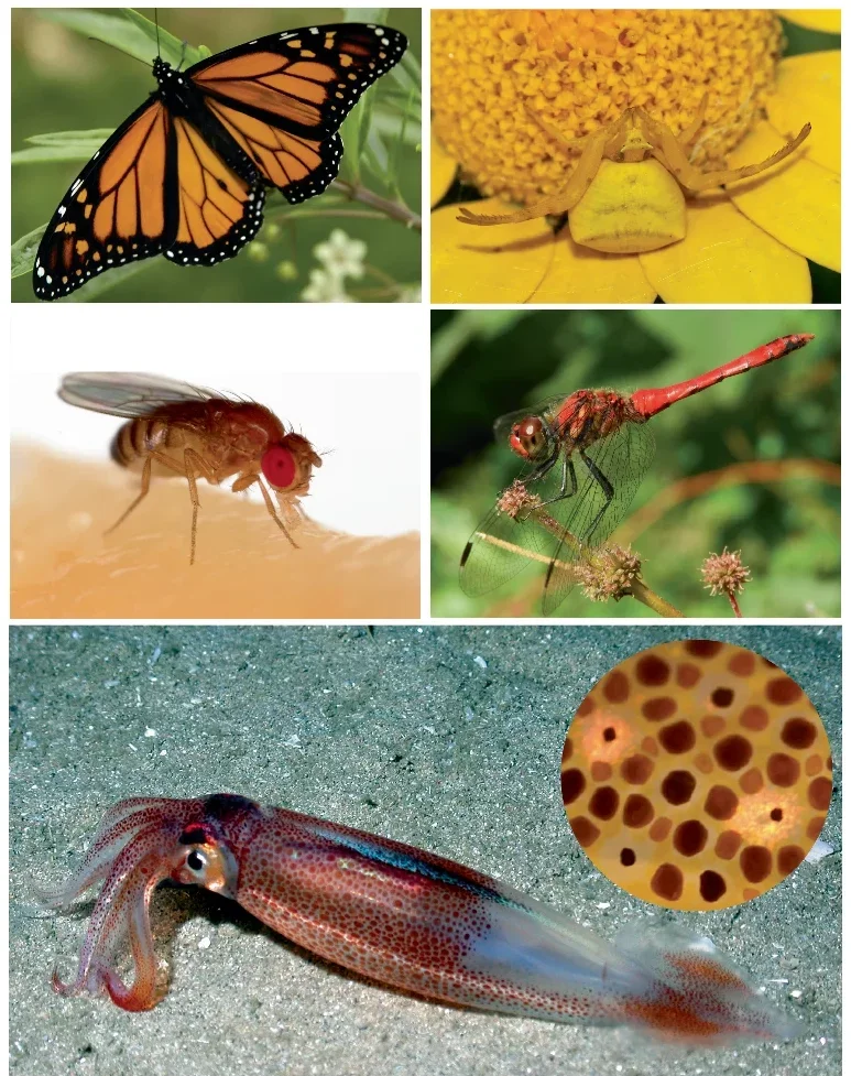 Examples of arthropods and cephalopods that produce ommochrome visual pigments such as Xa.