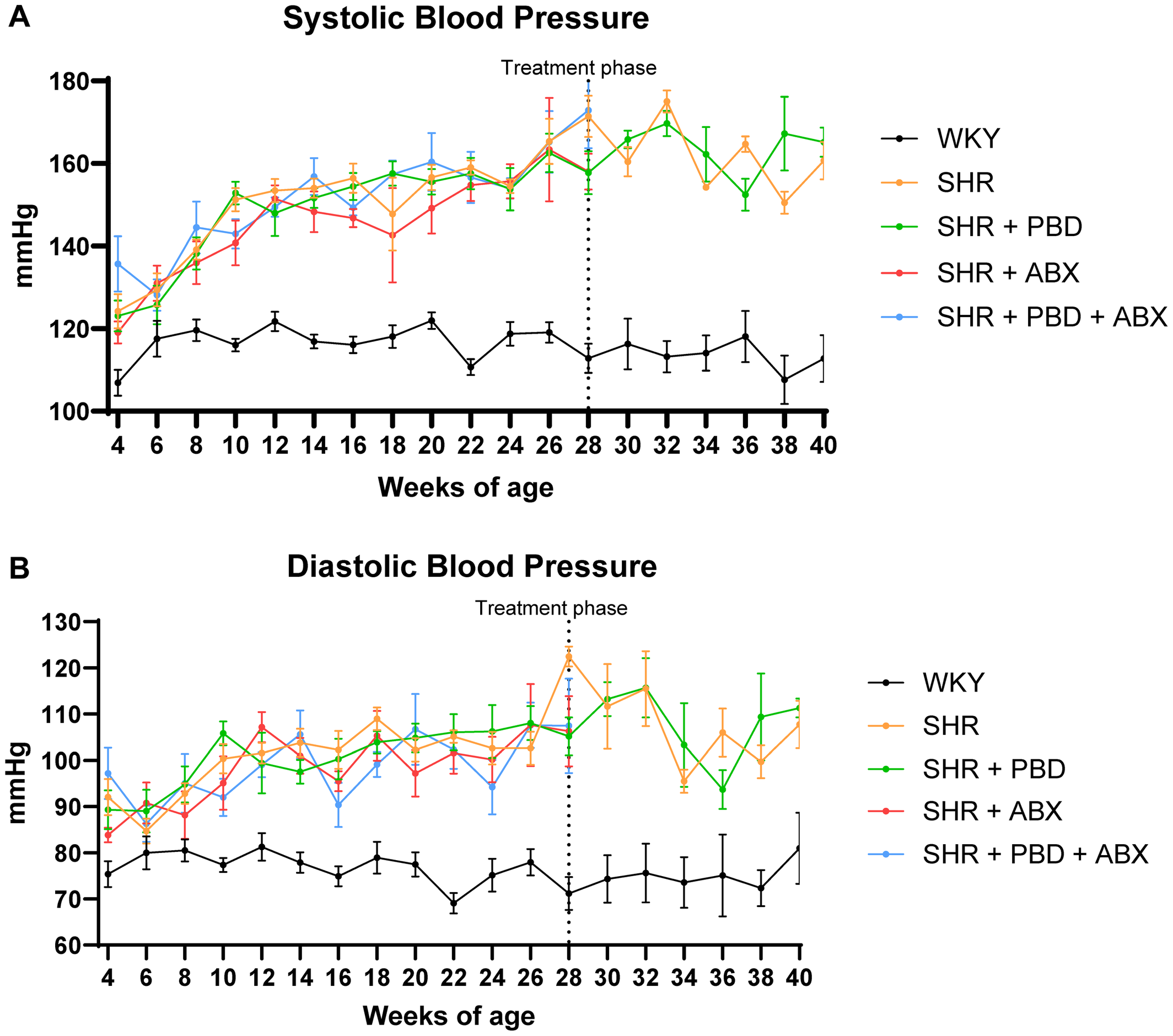 (A) Systolic blood pressure and (B) diastolic blood pressure was measured every 2 weeks with tail plethysmography