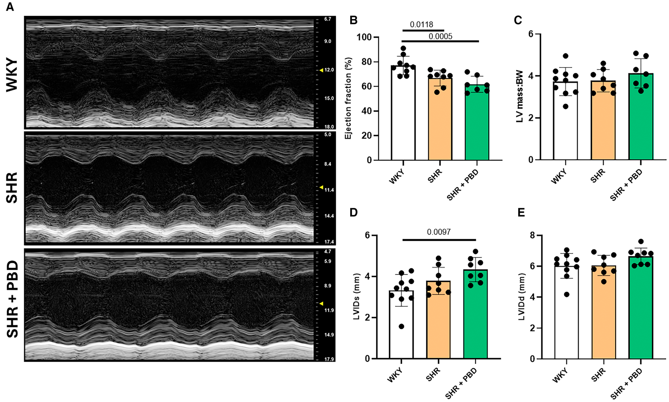 Cardiac function and morphological characteristics during the treatment phase (week 36).