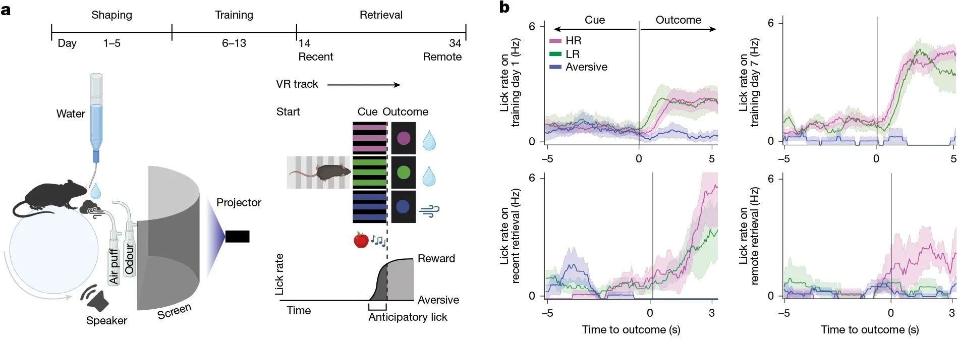 A behavioural task to monitor memory persistence requires the HPC, ANT and ACC.