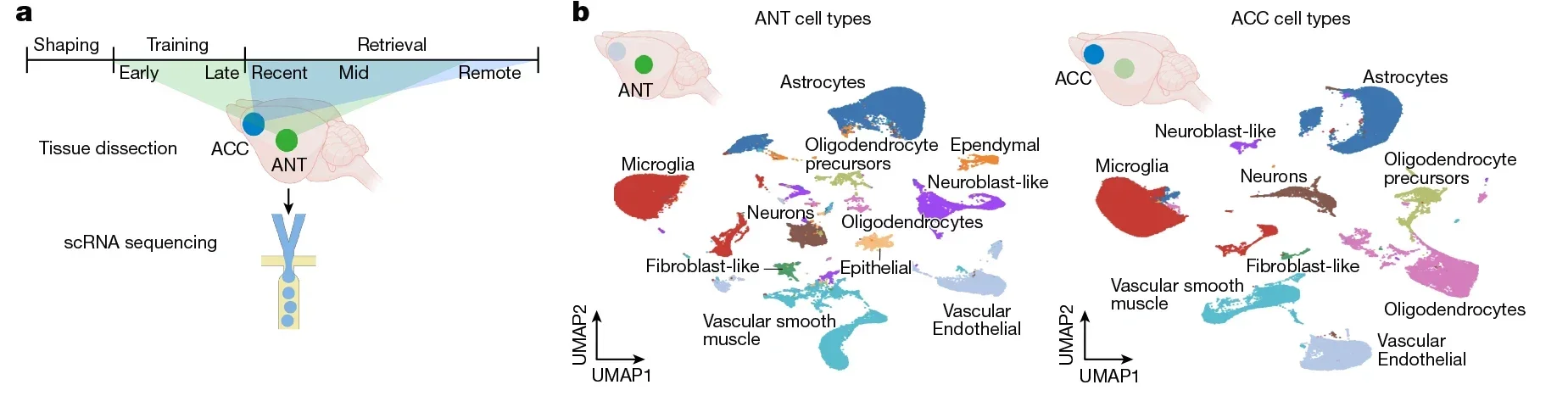 Distinct transcriptional programs are activated in the ANT and ACC during memory stabilization.