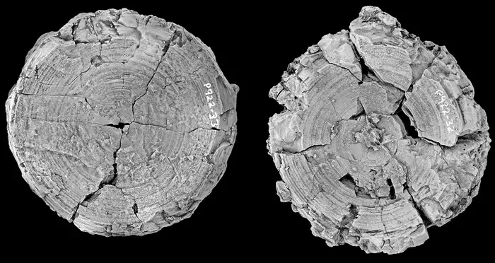 115 million year old gigantic shark vertebrae. 