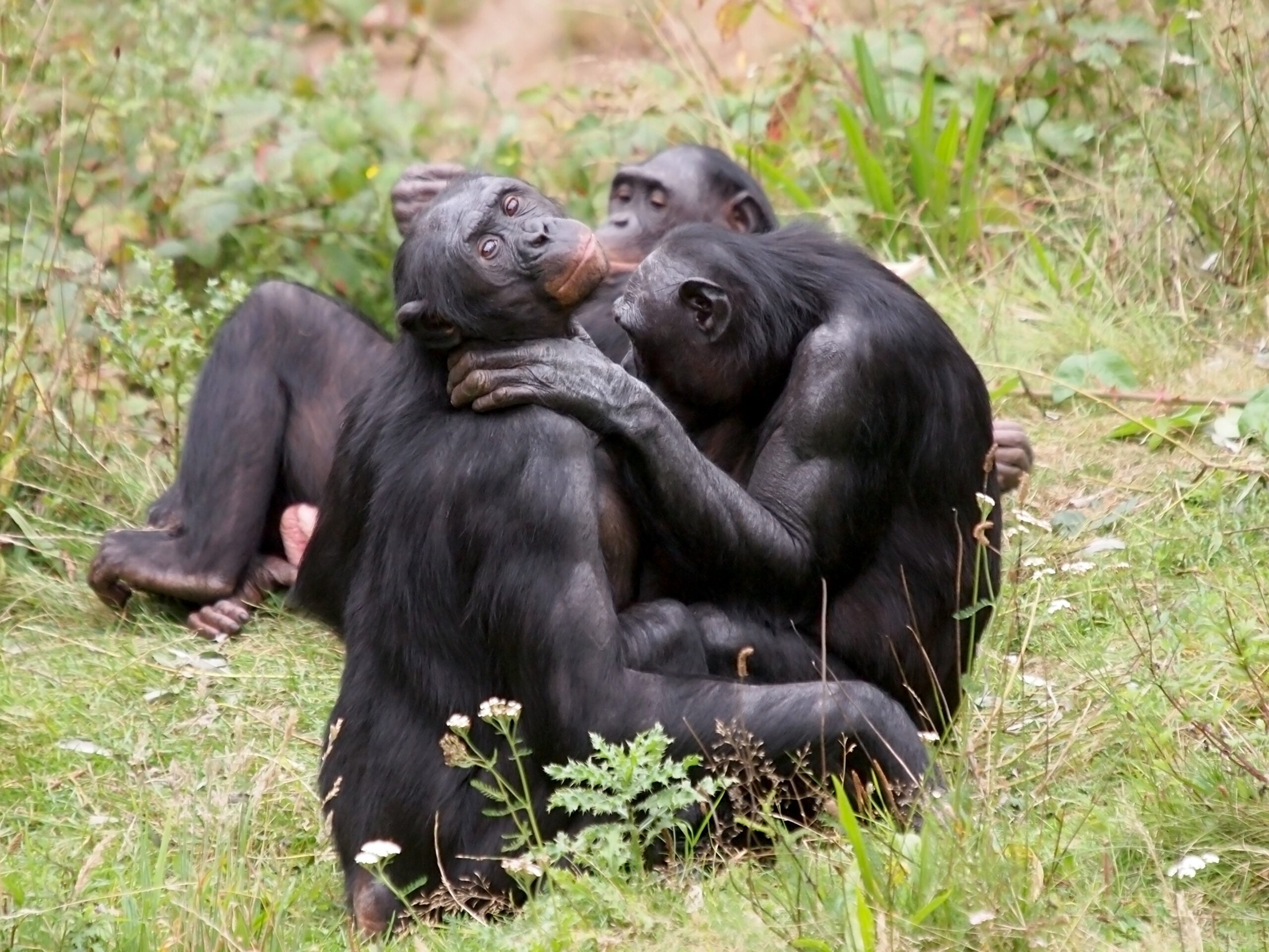 Chimpanzees, bonobos (shown above), and orangutans were among the species known to engage in such contact. 
