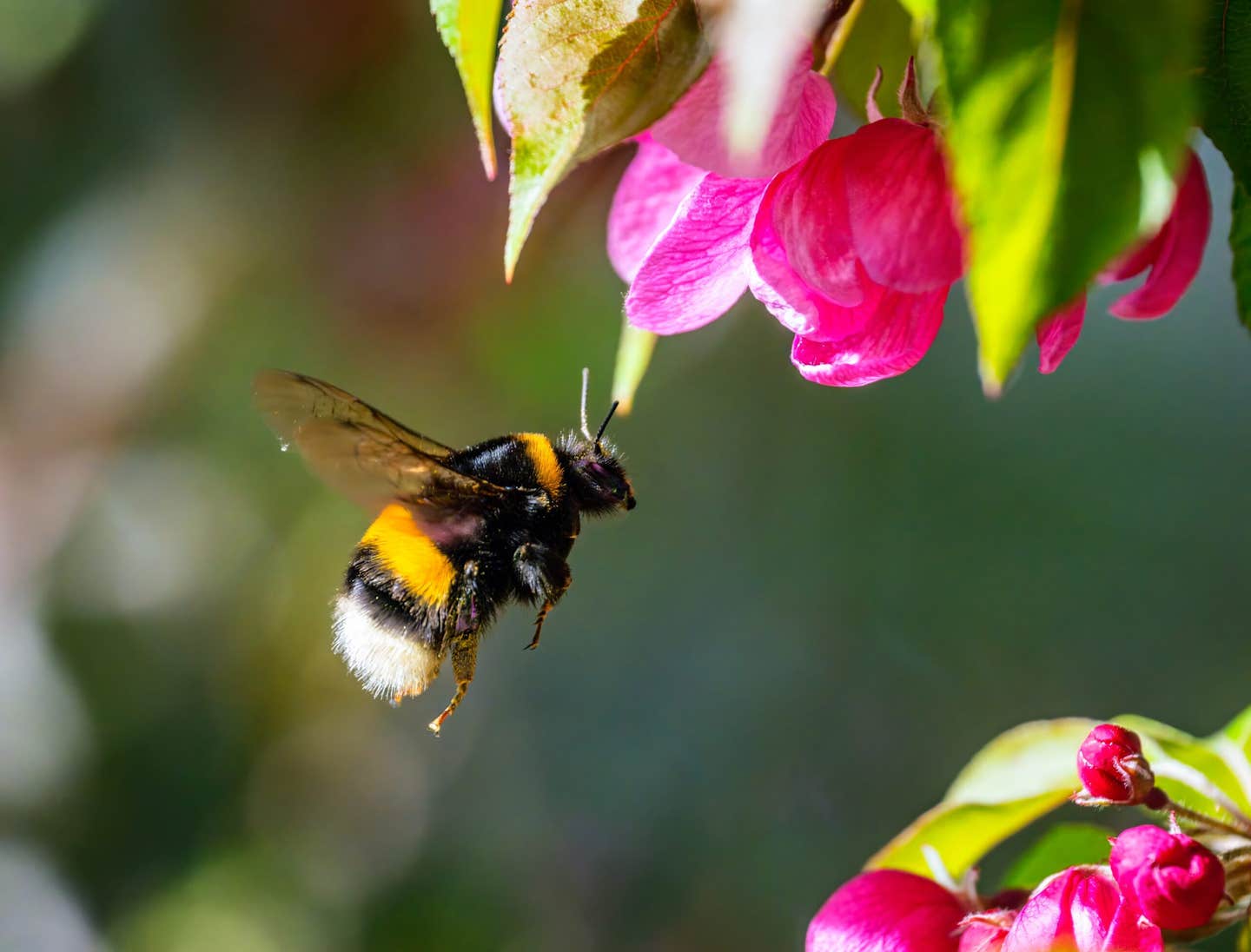 New research shows bumblebees can sense short and long flashes of light and use timing to guide foraging choices.