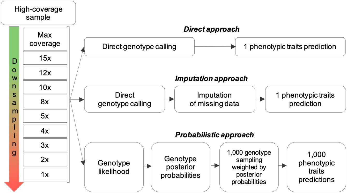 Diagram illustrating the conceptual framework for phenotypic prediction across varying sequencing coverages.