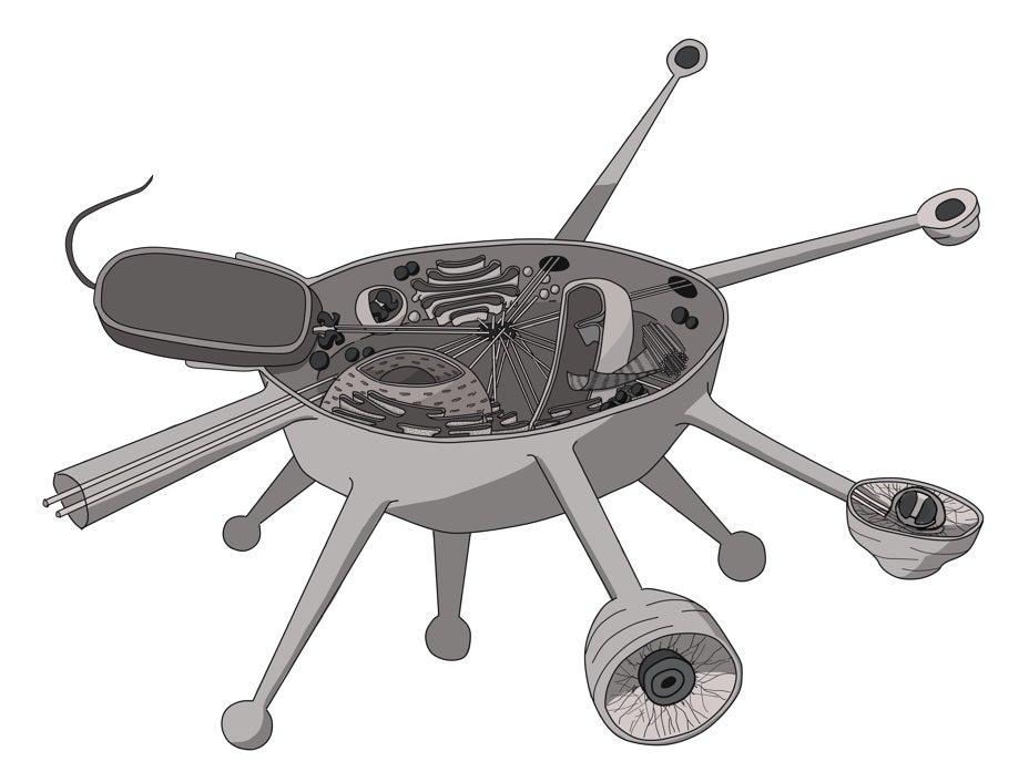 Microbe discovery reveals ancient clues to how complex life began