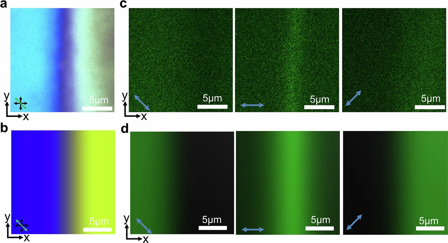 Polarizing optical micrographs and three-photon excitation fluorescence polarizing microscopy of CSTCs.