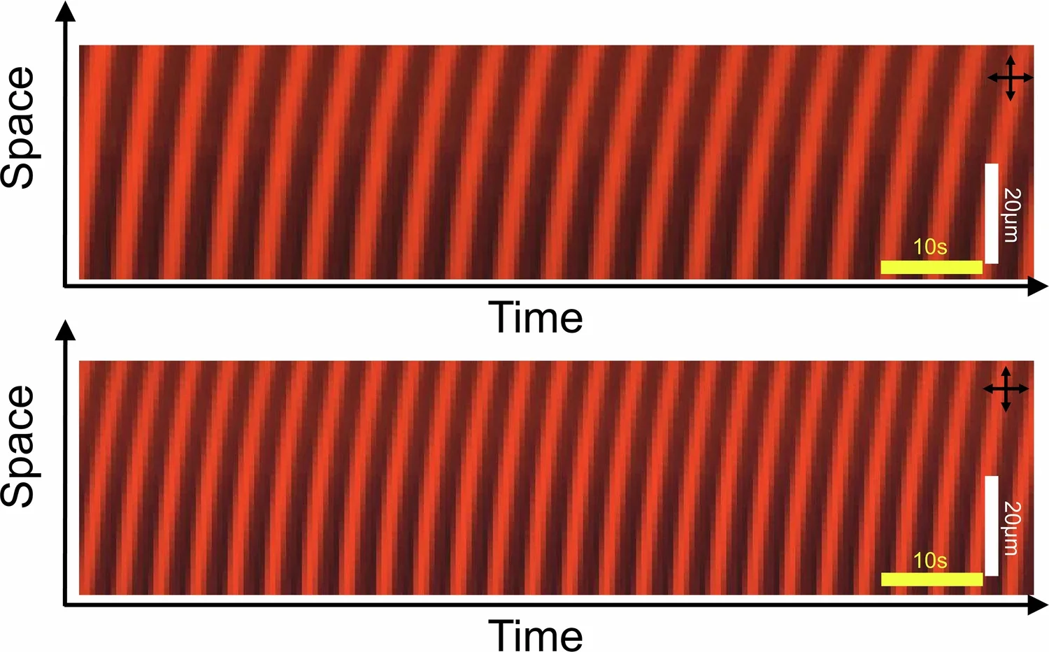 Space-time images of CSTCs with different temporal periodicity driven by the low (top) and high (bottom) intensity, respectively. 