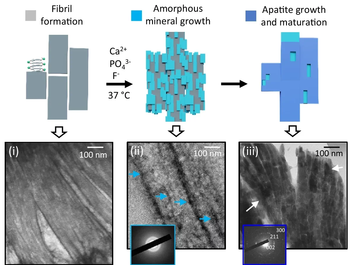 Schematic illustration and their corresponding TEM images showing the formation and mineralization of the ELR matrix. 