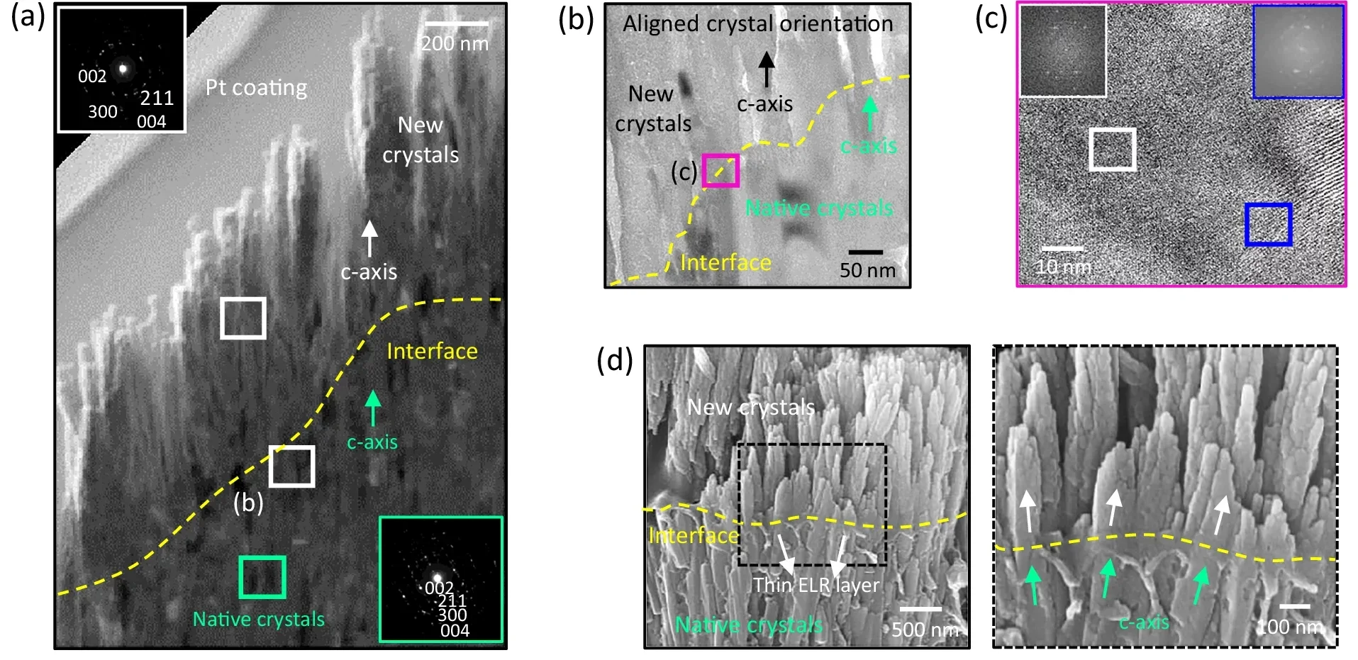 Crystallographic integration of the mineralized layer to the underlying enamel tissue.