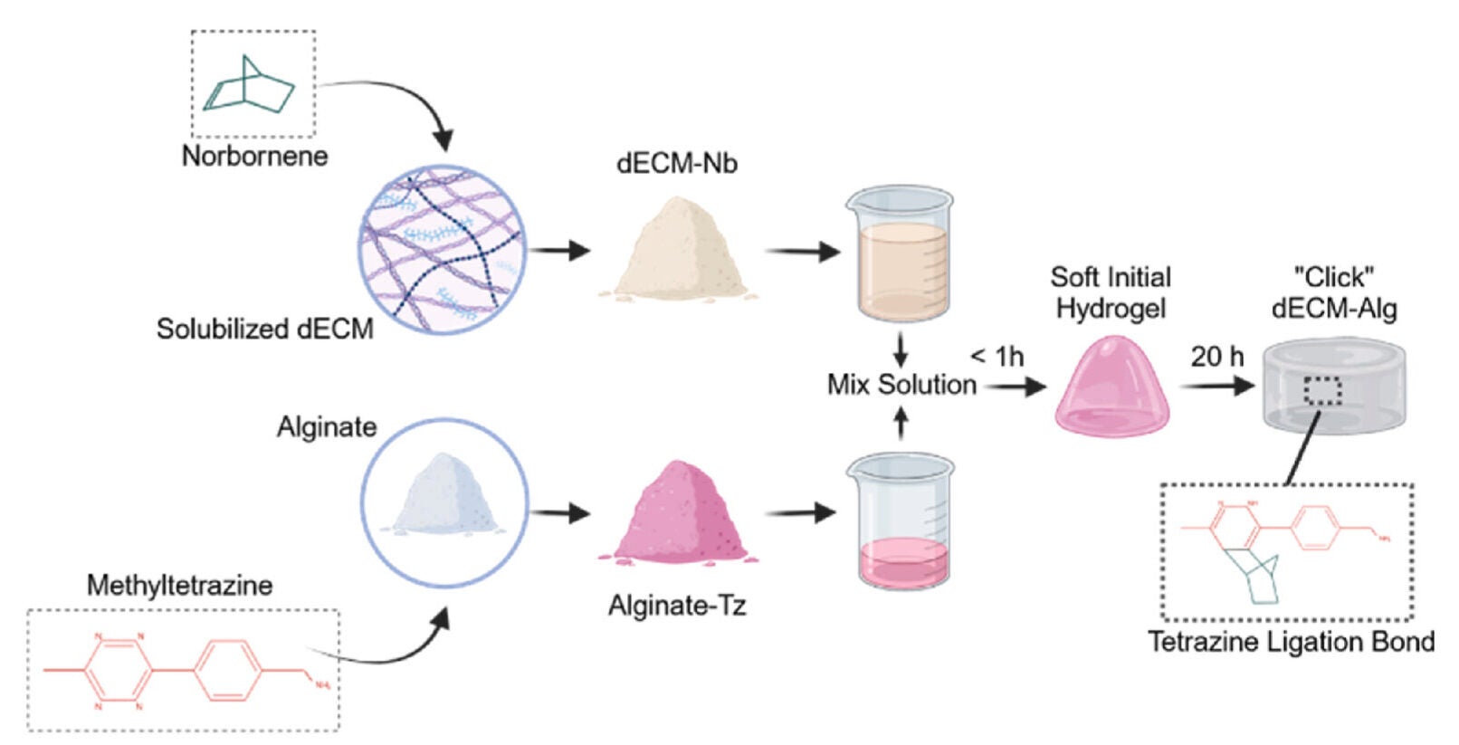 Characterization of Click dECM-alginate and dECM-only Hydrogels.