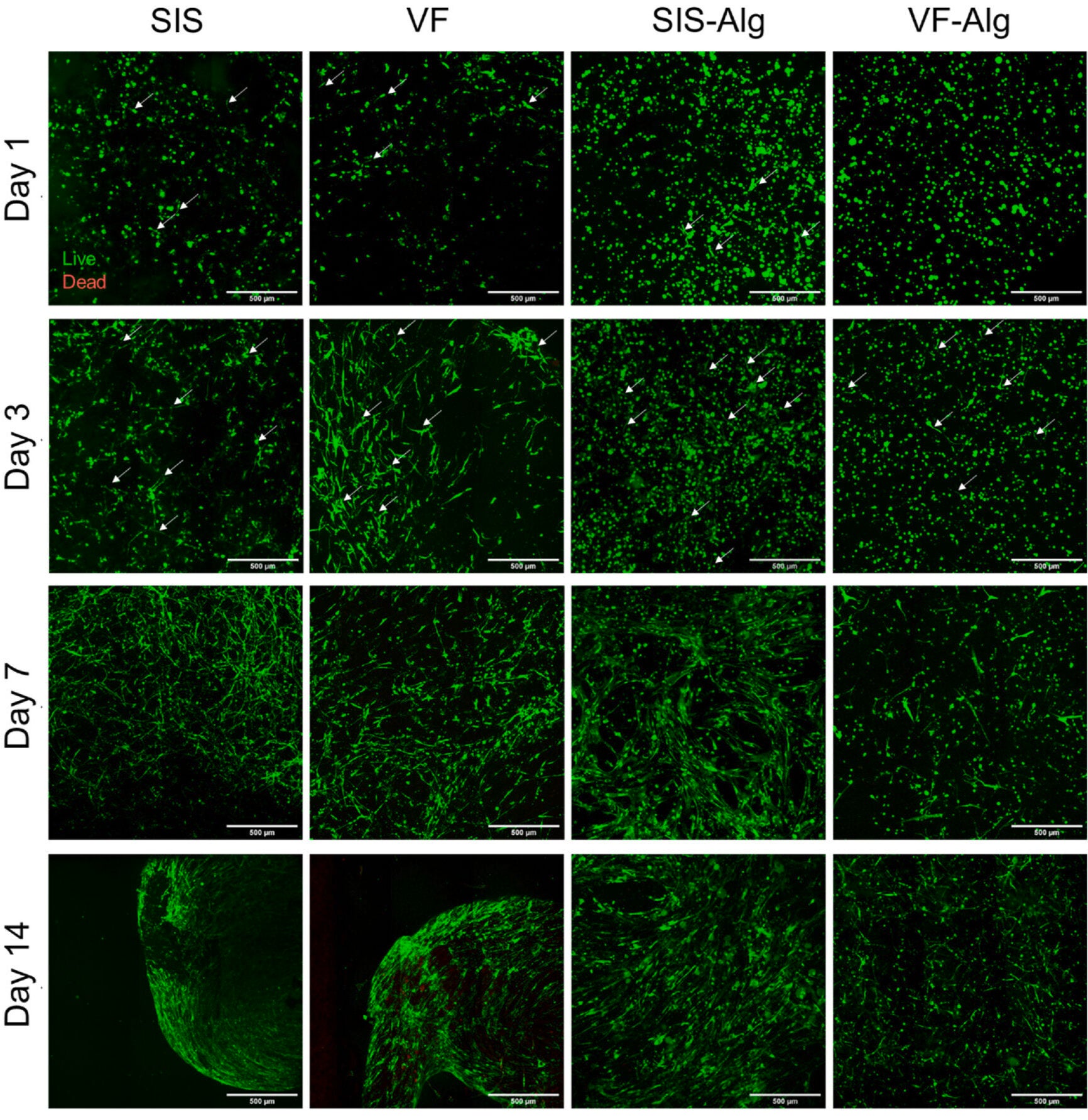 Click dECM and dECM-only Hydrogel Viability, Stability, and Degradation.