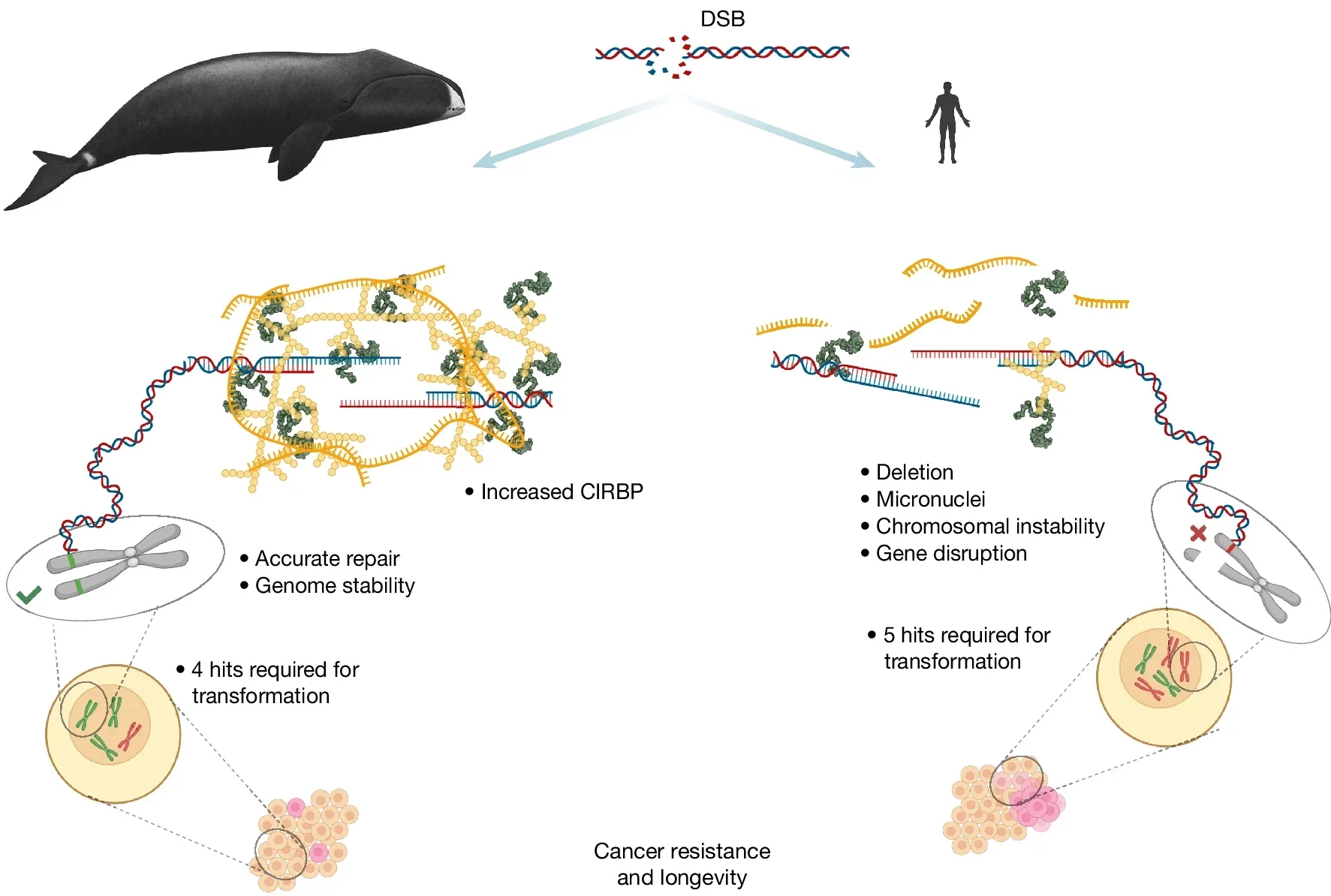 Genome maintenance strategies in bowhead whale and human. The bowhead whale has evolved efficient and accurate DSB repair, mediated in part by high CIRBP expression.