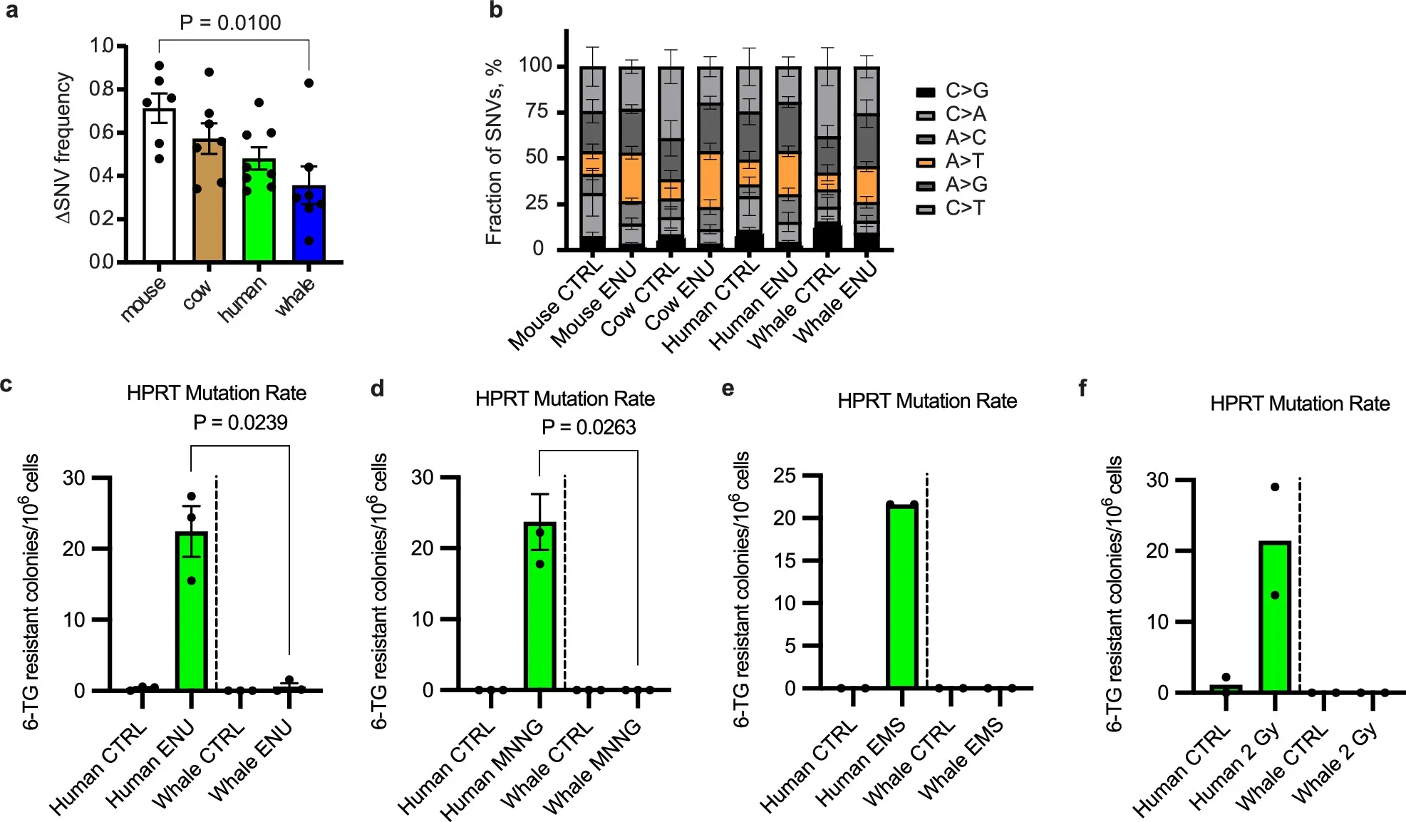 Bowhead whale fibroblasts show reduced mutagenesis after genotoxic stress.