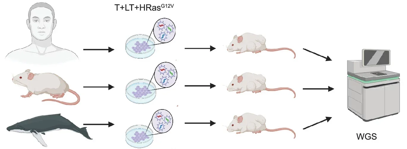 Schematic of experimental design and sample collection for whole-genome sequencing (WGS). Samples included bowhead whale tumors (n = 9), human tumors (n = 2), and a mouse tumor (n = 1).