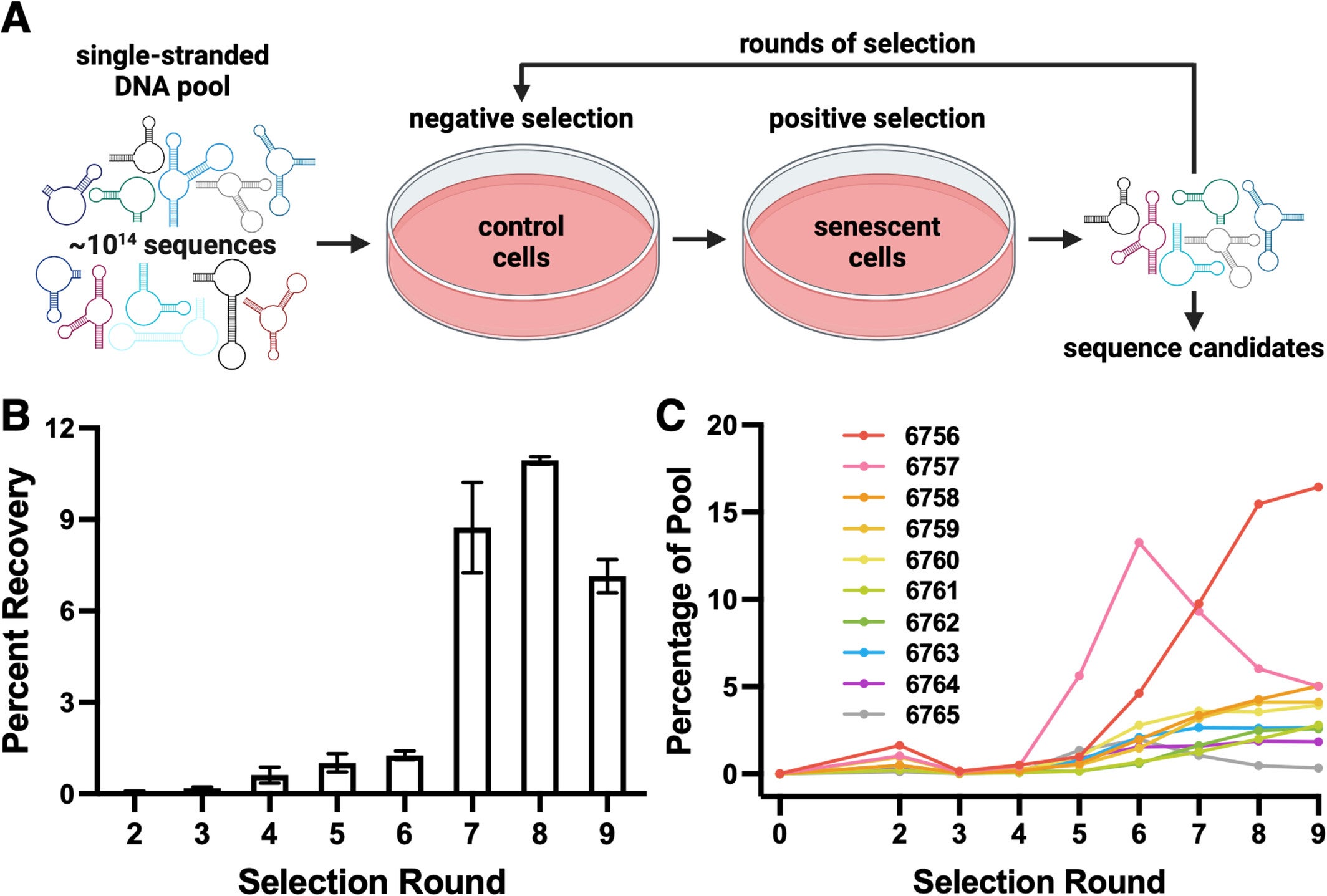 Selection of DNA aptamers that preferentially bind senescent cells. (A) Schematic of selection procedure. (B) qPCR quantification of library recovery across selection round. Error bars show standard error of technical replicates. (C) Prevalence of selected aptamer candidates in deep sequencing data across rounds of selection.