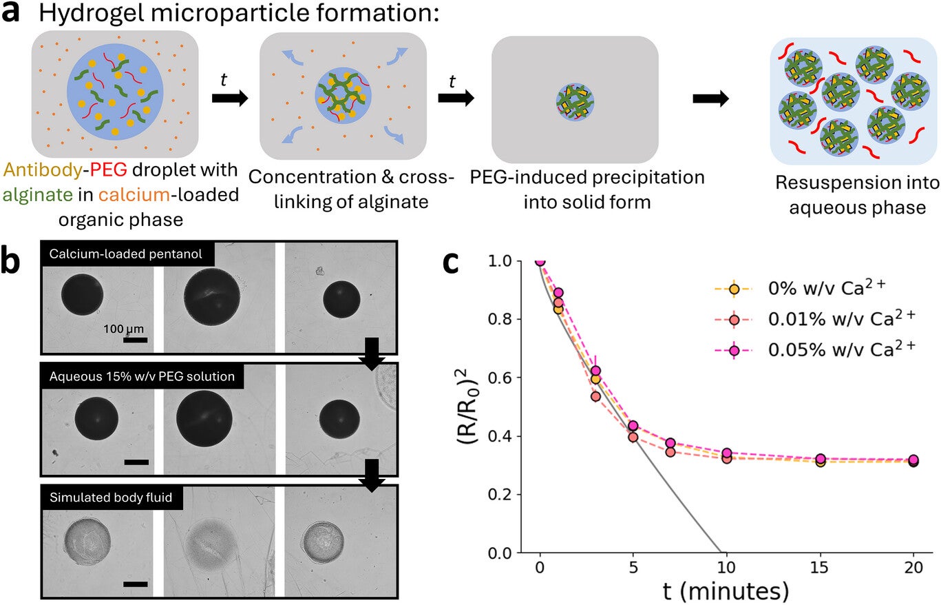 ASD-laden hydrogel microparticle formation process. A droplet of antibody solution with precipitant (PEG) and polymer (alginate) is emulsified in an organic outer phase, extracting water from the droplet and concentrating both the antibody and PEG, which induces precipitation of the antibody into an ASD.