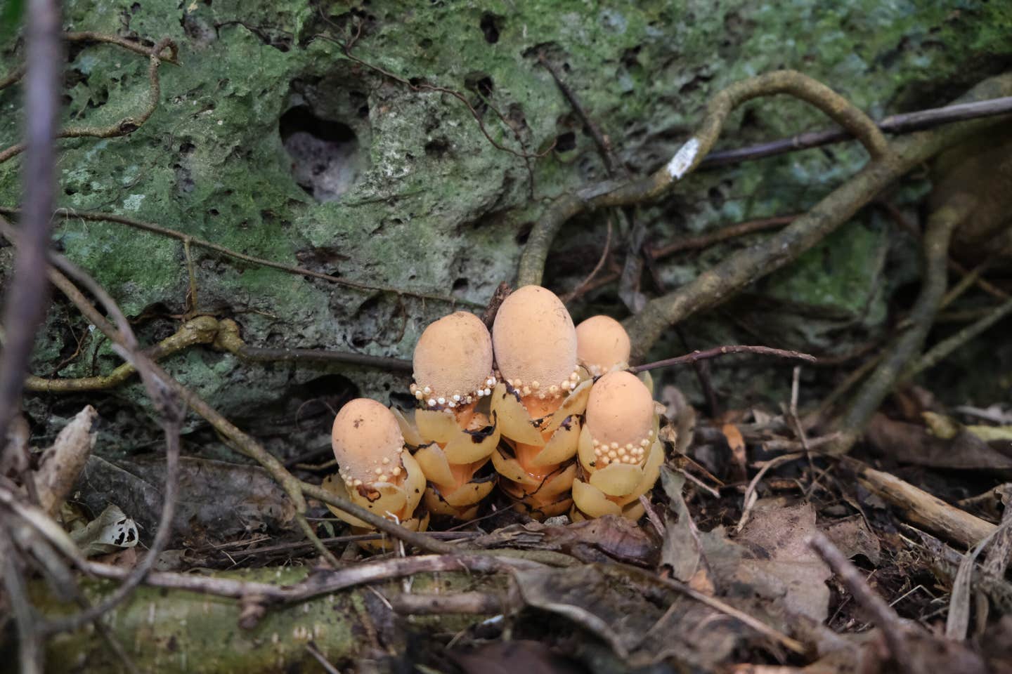 A macro photograph of a cluster of mushroom-like plants on the forest floor against a mossy backdrop. These are Balanophora fungosa ssp. fungosa from southern Okinawa Island.